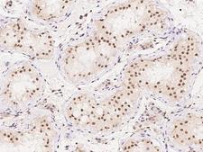 SKAP / HSD11 Antibody - Immunochemical staining of human C15orf23 in human testis with rabbit polyclonal antibody at 1:100 dilution, formalin-fixed paraffin embedded sections.