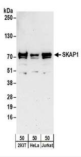SKAP1 / SCAP1 Antibody - Detection of Human SKAP1 by Western Blot. Samples: Whole cell lysate (50 ug) from 293T, HeLa, and Jurkat cells. Antibodies: Affinity purified rabbit anti-SKAP1 antibody used for WB at 0.4 ug/ml. Detection: Chemiluminescence with an exposure time of 30 seconds.