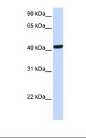SKAP1 / SCAP1 Antibody - Fetal brain lysate. Antibody concentration: 1.0 ug/ml. Gel concentration: 12%.  This image was taken for the unconjugated form of this product. Other forms have not been tested.