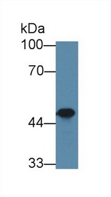 SKAP1 / SCAP1 Antibody - Western Blot; Sample: Mouse Thymus lysate; Primary Ab: 1µg/ml Rabbit Anti-Mouse SKAP1 Antibody Second Ab: 0.2µg/mL HRP-Linked Caprine Anti-Rabbit IgG Polyclonal Antibody