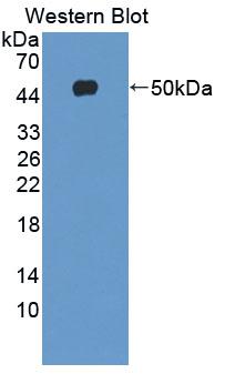 SKAP1 / SCAP1 Antibody - Western Blot; Sample: Recombinant protein.