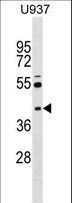 SKAP2 / SCAP2 Antibody - SKAP2 Antibody western blot of U937 cell line lysates (35 ug/lane). The SKAP2 antibody detected the SKAP2 protein (arrow).