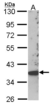 SKAP2 / SCAP2 Antibody - Sample (30 ug of whole cell lysate). A: Hep G2 . 10% SDS PAGE. SCAP2 antibody. SKAP2 / SCAP2 antibody diluted at 1:1000.