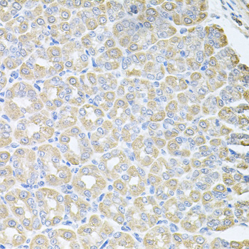 SKAP2 / SCAP2 Antibody - Immunohistochemistry of paraffin-embedded mouse stomach tissue.