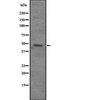 SKD1 / VPS4B Antibody - Western blot analysis of VPS4B expression in 293T whole cells lysate. The lane on the left is treated with the antigen-specific peptide.