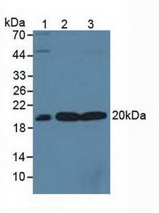 SKP1 Antibody - Western Blot; Sample: Lane1: Human 293T Cells; Lane2: Porcine Brain Tissue; Lane3: Rat Brain Tissue.
