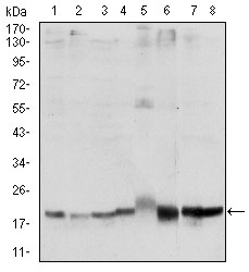 SKP1 Antibody - Western blot using SKP1 mouse monoclonal antibody against HeLa (1), NIH/3T3 (2), A431 (3), RAJI (4), PC-12 (5), Cos7 (6), MCF-7 (7) and HepG2 (8) cell lysate.