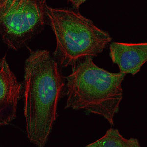 SKP1 Antibody - Immunofluorescence of HeLa cells using SKP1 mouse monoclonal antibody (green). Blue: DRAQ5 fluorescent DNA dye. Red: Actin filaments have been labeled with Alexa Fluor-555 phalloidin.