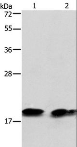 SKP1 Antibody - Western blot analysis of Mouse brain tissue and NIH/3T3 cell, using SKP1 Polyclonal Antibody at dilution of 1:550.