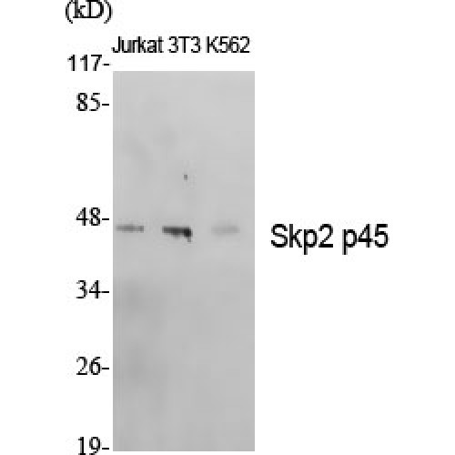 SKP2 Antibody - Western blot of Skp2 p45 antibody
