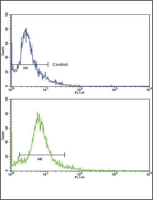 SKP2 Antibody - Flow cytometric of HeLa cells using SKP2 Antibody (bottom histogram) compared to a negative control cell (top histogram). FITC-conjugated goat-anti-rabbit secondary antibodies were used for the analysis.