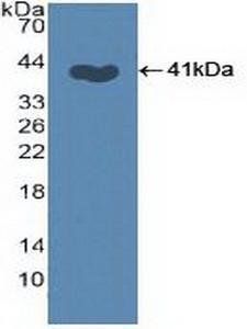 SKP2 Antibody - Western Blot; Sample: Recombinant SKP2, Human.