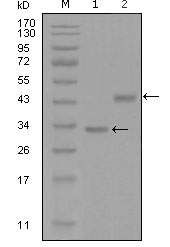 SKP2 Antibody - Western blot using SKP2 mouse monoclonal antibody against truncated Trx-SKP2 recombinant protein (1) and GST-SKP2 (aa1-130) recombinant protein (2).