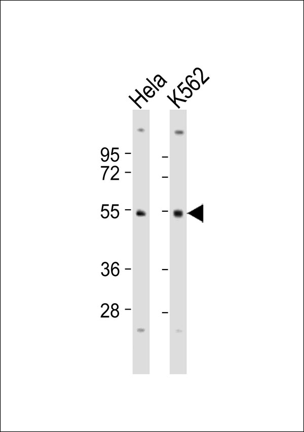 SKP2 Antibody - All lanes : Anti-SKP2 Antibody at 1:1000 dilution Lane 1: HeLa whole cell lysates Lane 2: K562 whole cell lysates Lysates/proteins at 20 ug per lane. Secondary Goat Anti-Rabbit IgG, (H+L),Peroxidase conjugated at 1/10000 dilution Predicted band size : 48 kDa Blocking/Dilution buffer: 5% NFDM/TBST.