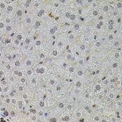 SKP2 Antibody - Immunohistochemistry of paraffin-embedded mouse liver using SKP2 antibodyat dilution of 1:100 (40x lens).