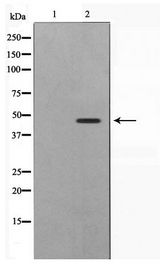 SKP2 Antibody - Western blot of 293 cell lysate using SKP2/p45 Antibody