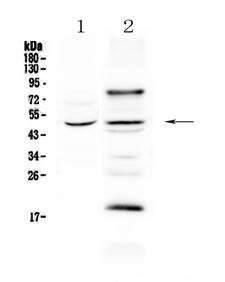 SKP2 Antibody - Western blot - Anti-SKP2 Picoband antibody