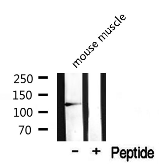 SKP2 Antibody - Western blot analysis on mouse muscle lysate using SKP2/p45 antibody