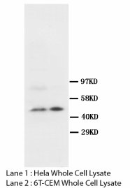 SKP2 Antibody -  This image was taken for the unconjugated form of this product. Other forms have not been tested.