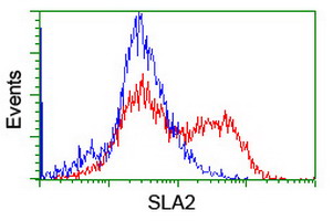 SLA2 / SLAP2 Antibody - HEK293T cells transfected with either overexpress plasmid (Red) or empty vector control plasmid (Blue) were immunostained by anti-SLA2 antibody, and then analyzed by flow cytometry.