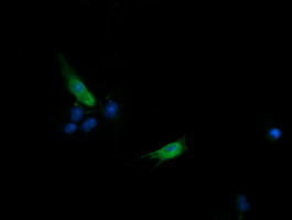 SLA2 / SLAP2 Antibody - Anti-SLA2 mouse monoclonal antibody immunofluorescent staining of COS7 cells transiently transfected by pCMV6-ENTRY SLA2.
