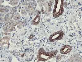 SLA2 / SLAP2 Antibody - IHC of paraffin-embedded Human pancreas tissue using anti-SLA2 mouse monoclonal antibody.