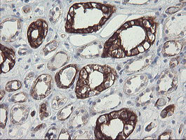 SLA2 / SLAP2 Antibody - IHC of paraffin-embedded Human Kidney tissue using anti-SLA2 mouse monoclonal antibody.