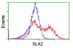 SLA2 / SLAP2 Antibody - HEK293T cells transfected with either overexpress plasmid (Red) or empty vector control plasmid (Blue) were immunostained by anti-SLA2 antibody, and then analyzed by flow cytometry.