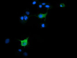 SLA2 / SLAP2 Antibody - Anti-SLA2 mouse monoclonal antibody immunofluorescent staining of COS7 cells transiently transfected by pCMV6-ENTRY SLA2.