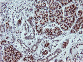 SLA2 / SLAP2 Antibody - IHC of paraffin-embedded Human pancreas tissue using anti-SLA2 mouse monoclonal antibody.