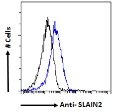SLAIN2 Antibody - SLAIN2 antibody flow cytometric analysis of paraformaldehyde fixed NIH3T3 cells (blue line), permeabilized with 0.5% Triton. Primary incubation 1hr (10ug/ml) followed by Alexa Fluor 488 secondary antibody (1ug/ml). IgG control: Unimmunized goat IgG (black line) followed by Alexa Fluor 488 secondary antibody.