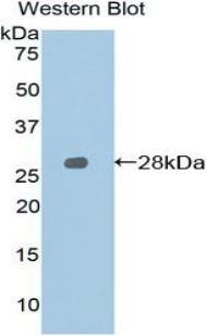 SLAMF1 / SLAM / CD150 Antibody - Western blot of recombinant SLAMF1 / SLAM / CD150.  This image was taken for the unconjugated form of this product. Other forms have not been tested.