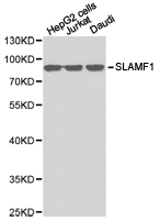 SLAMF1 / SLAM / CD150 Antibody - Western blot of extracts of various cell lines, using SLAMF1 antibody.