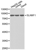 SLAMF1 / SLAM / CD150 Antibody - Western blot analysis of extracts of various cell lines.