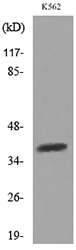 SLAMF1 / SLAM / CD150 Antibody - Western blot analysis of lysate from K562 cells, using SLAMF1 Antibody.