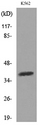 SLAMF1 / SLAM / CD150 Antibody - Western blot analysis of lysate from K562 cells, using SLAMF1 Antibody.