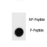 SLAMF1 / SLAM / CD150 Antibody - Dot blot of anti-Phospho-SLAMF1-pY281 Antibody on nitrocellulose membrane. 50ng of Phospho-peptide or Non Phospho-peptide per dot were adsorbed. Antibody working concentrations are 0.5ug per ml.