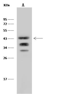 SLAMF6 / NTBA Antibody - Anti-SLAMF6 rabbit monoclonal antibody at 1:500 dilution. Lane A: Mouse heart tissue lysate. Lysates/proteins at 30 ug per lane. Secondary: Goat Anti-Rabbit IgG (H+L)/HRP at 1/10000 dilution. Developed using the ECL technique. Performed under reducing conditions. Predicted band size: 39 kDa. Observed band size: 44 kDa.