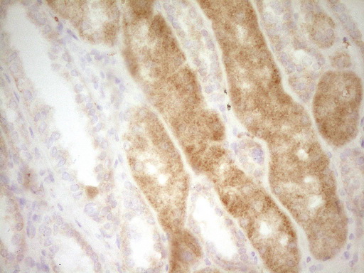 SLAMF7 / CRACC Antibody - Immunohistochemical staining of paraffin-embedded Human Kidney tissue within the normal limits using anti-SLAMF7 mouse monoclonal antibody. (Heat-induced epitope retrieval by 1 mM EDTA in 10mM Tris, pH8.5, 120C for 3min,