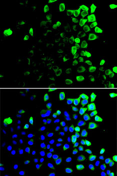 SLAMF7 / CRACC Antibody - Immunofluorescence analysis of U2OS cells using SLAMF7 antibody. Blue: DAPI for nuclear staining.