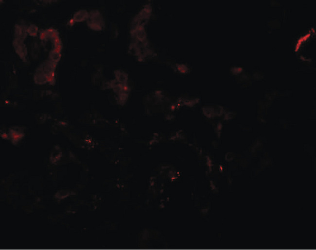 SLAMF9 Antibody - Immunofluorescence of SLAMF9 in human kidney tissue with SLAMF9 antibody at 20 ug/ml.