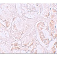 SLAMF9 Antibody - Immunohistochemistry of SLAMF9 in human kidney tissue with SLAMF9 antibody at 2.5 µg/mL.