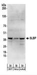 SLBP Antibody - Detection of Human SLBP by Western Blot. Samples: Whole cell lysate (50 ug) from 293T, HeLa, and Jurkat cells. Antibodies: Affinity purified rabbit anti-SLBP antibody used for WB at 0.4 ug/ml. Detection: Chemiluminescence with an exposure time of 30 seconds.