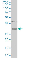 SLBP Antibody - SLBP monoclonal antibody (M01), clone 2C4-1C8 Western Blot analysis of SLBP expression in HeLa NE.