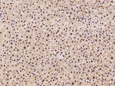 SLBP Antibody - Immunochemical staining of human SLBP in human liver with rabbit polyclonal antibody at 1:100 dilution, formalin-fixed paraffin embedded sections.