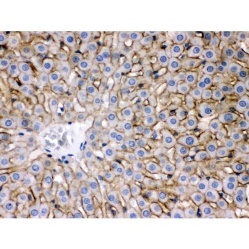 SLC10A1 / NTCP Antibody - SLC10A1 antibody IHC-paraffin. IHC(P): Rat Liver Tissue.