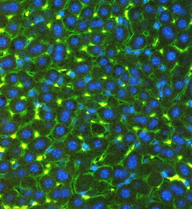 SLC10A1 / NTCP Antibody - IF analysis of SLC10A1 using anti-SLC10A1 antibody. SLC10A1 was detected in paraffin-embedded section of mouse liver tissues. Heat mediated antigen retrieval was performed in citrate buffer (pH6, epitope retrieval solution) for 20 mins. The tissue section was blocked with 10% goat serum. The tissue section was then incubated with 1µg/mL rabbit anti-SLC10A1 Antibody overnight at 4°C. DyLight®488 Conjugated Goat Anti-Rabbit IgG was used as secondary antibody at 1:100 dilution and incubated for 30 minutes at 37°C. The section was counterstained with DAPI. Visualize using a fluorescence microscope and filter sets appropriate for the label used.