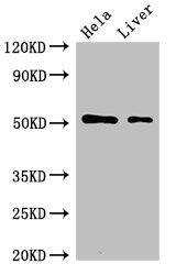 SLC10A3 Antibody - Positive WB detected in:Hela whole cell lysate,Rat liver tissue;All lanes:SLC10A3 antibody at 2?g/ml;Secondary;Goat polyclonal to rabbit IgG at 1/50000 dilution;Predicted band size: 51,48 KDa;Observed band size: 51 KDa;