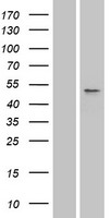 SLC10A3 Protein - Western validation with an anti-DDK antibody * L: Control HEK293 lysate R: Over-expression lysate