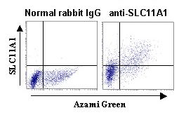 SLC11A1 / NRAMP Antibody
